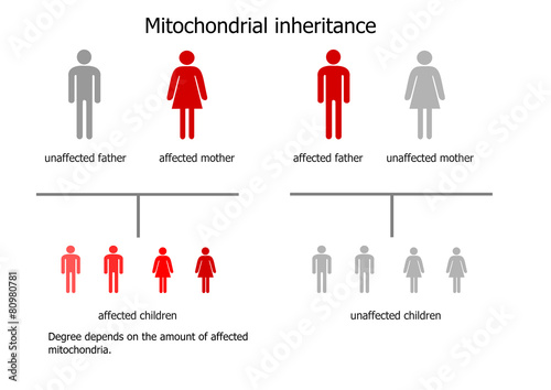 Mitochondrial inheritance - scheme photo