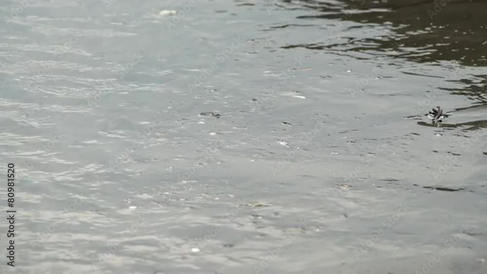 浅瀬の波 浅瀬の波