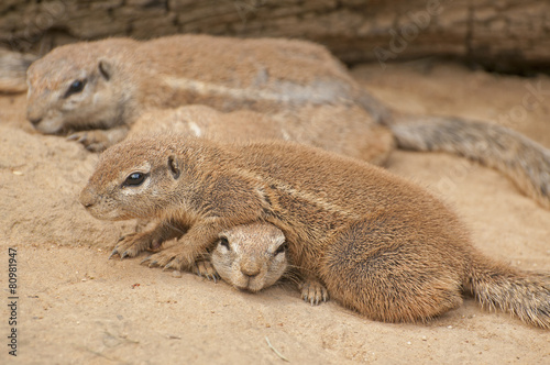 Cape ground squirrel photo