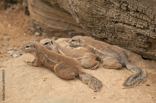 Cape ground squirrel