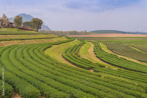 green tea farm on the hill at north of thailand