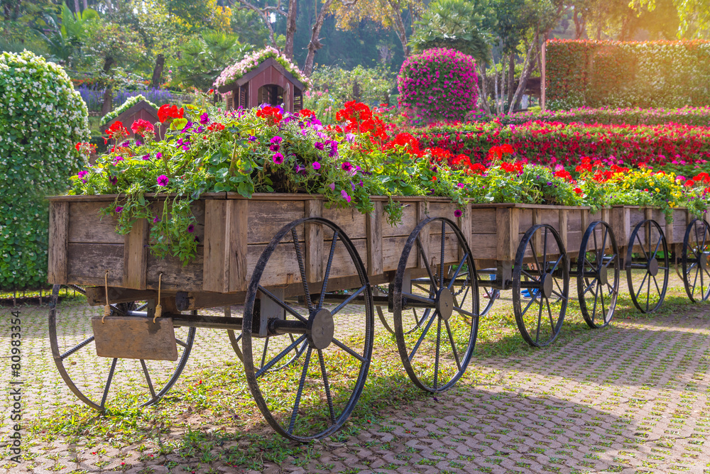 Colorful of petunia flowers on trolley or cart wooden in garden