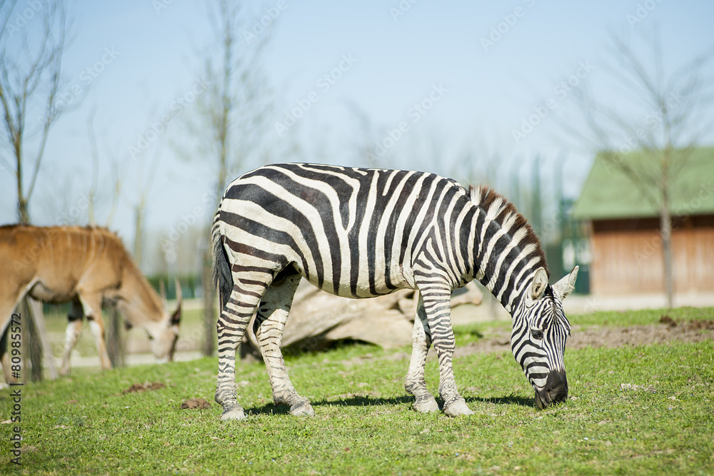 Obraz premium Zebra