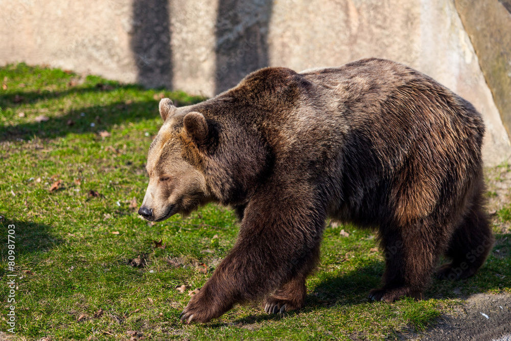 Brown Bear Brown Bear