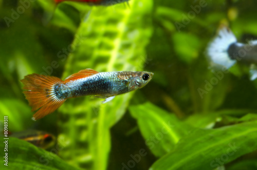 livebearer guppy male