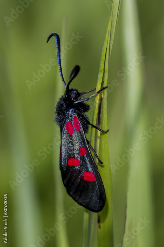 Burnett Moth. photo