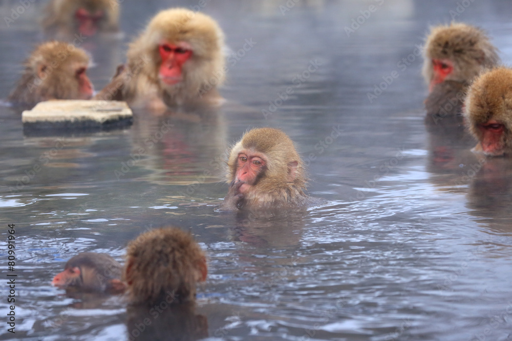 Naklejka premium 温泉に入るニホンザル