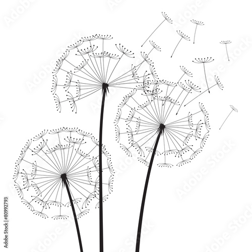 Black vector dandelions