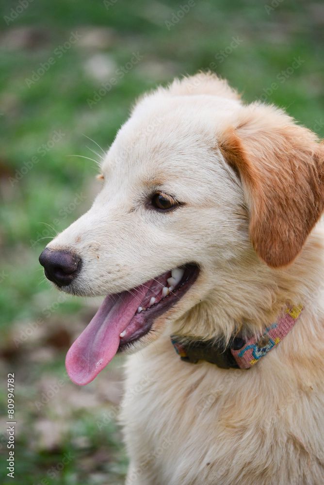 Golden retriever dog