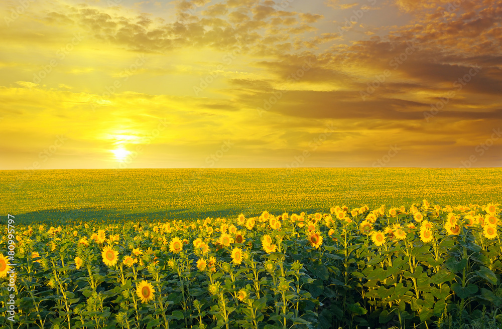 field of sunflowers and sunrise