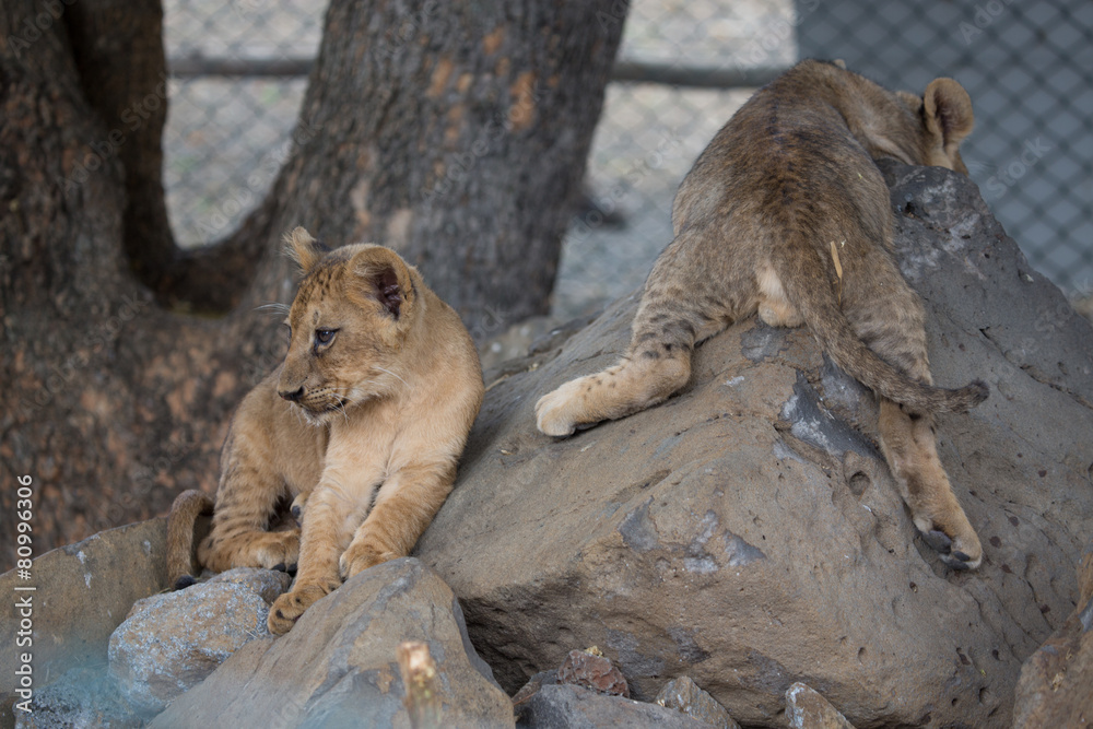 Fototapeta premium Lionceaux