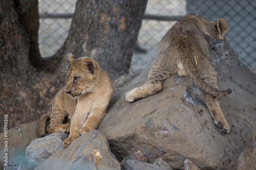 Fototapeta Naklejka Na Ścianę i Meble -  Lionceaux