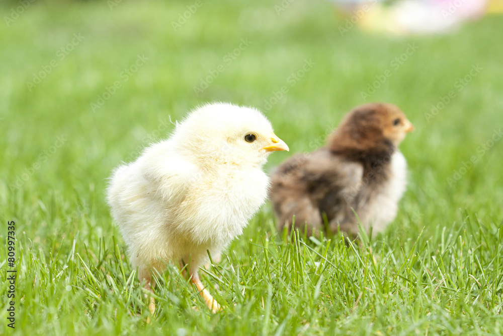 Fototapeta premium Cute chicken on green grass