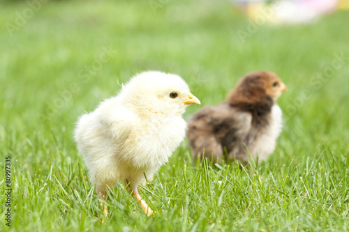 Cute chicken on green grass