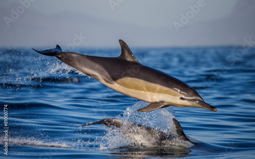 Dwa delfiny w locie nad wodą. Afryka Południowa.