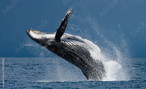 Jump humpback whale. Madagascar. Waters of the island of St. Mary. 