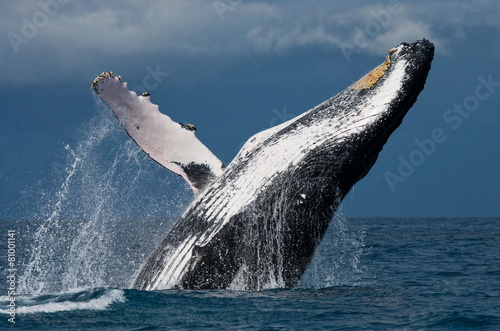 Jump humpback whale. Madagascar. Waters of the island of St. Mary. 