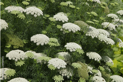 Achillea crithmifolia photo