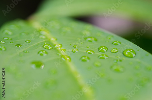 Water drops on the leaf