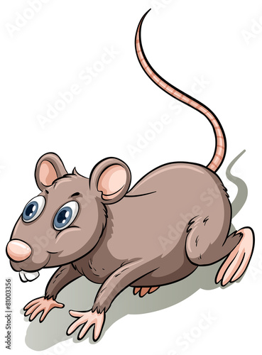 Brown rat