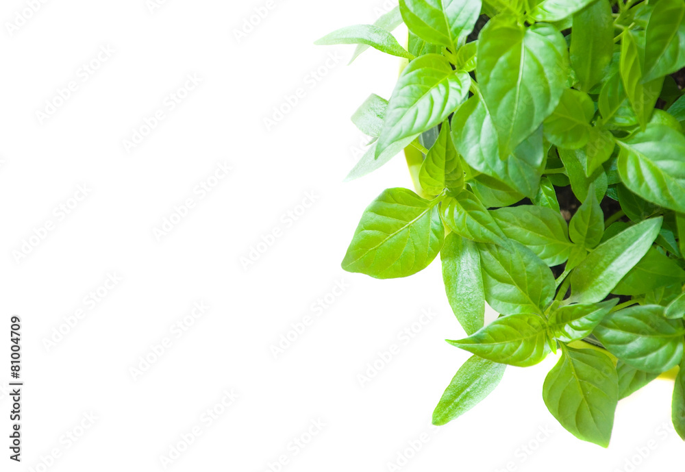 houseplant shot from above