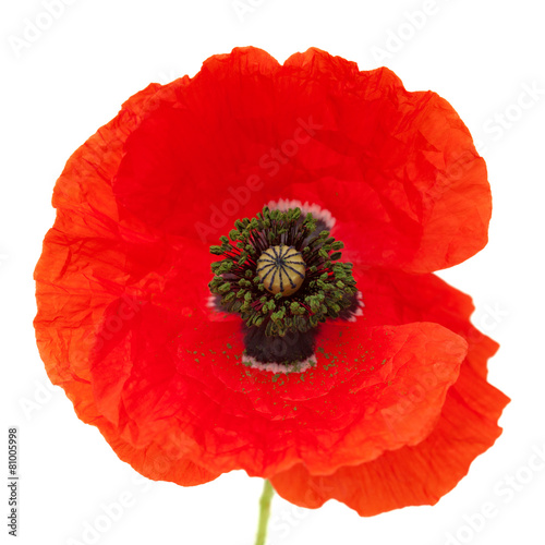 Fototapeta Naklejka Na Ścianę i Meble -  Bright red poppy
