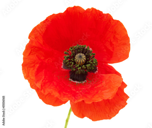 Fototapeta Naklejka Na Ścianę i Meble -  Bright red poppy