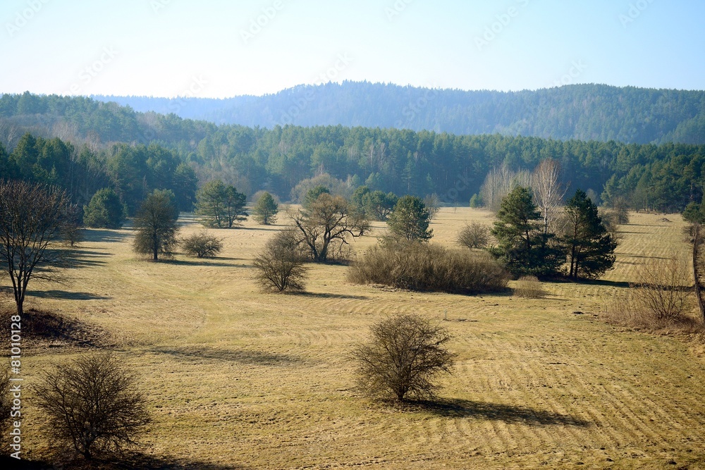 Spring landscape with trees on the field Spring landscape with trees on the field
