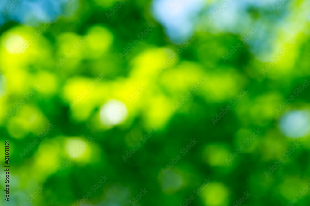 Fototapeta premium natural green background