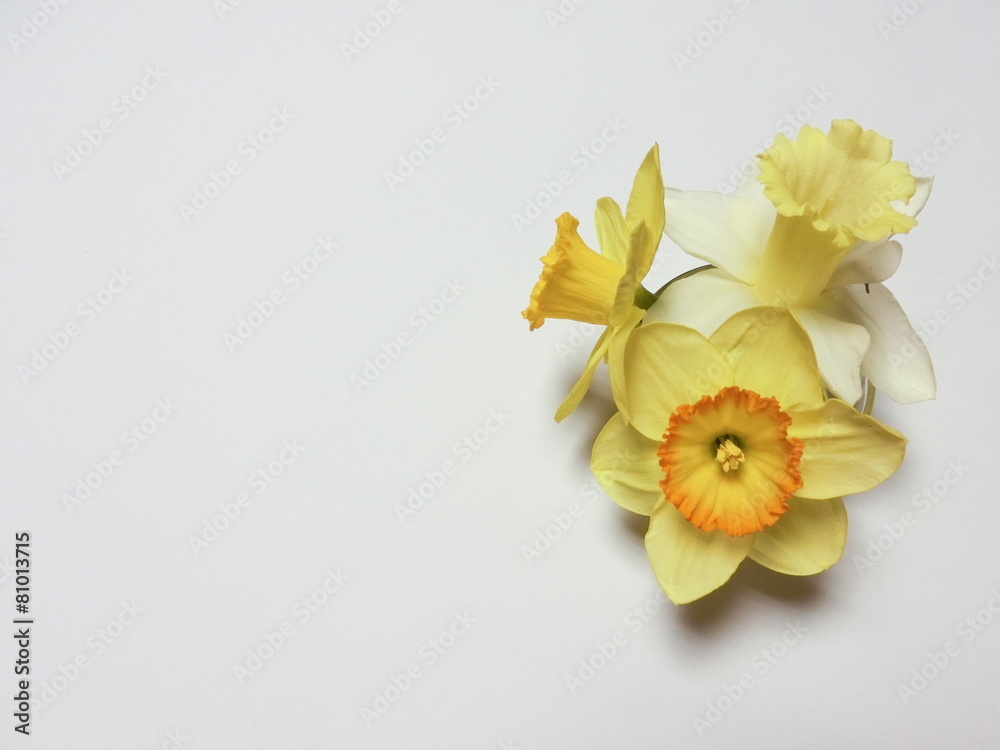 Obraz premium 水仙