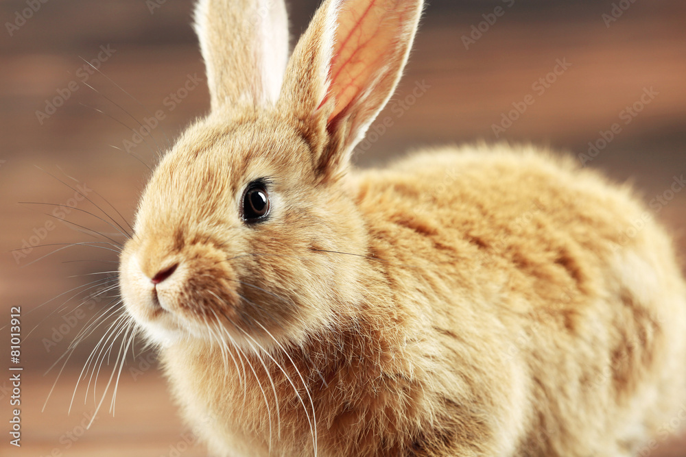 Little rabbit on wooden background Little rabbit on wooden background