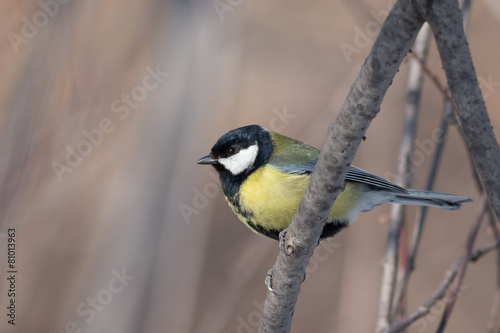 Great Tit