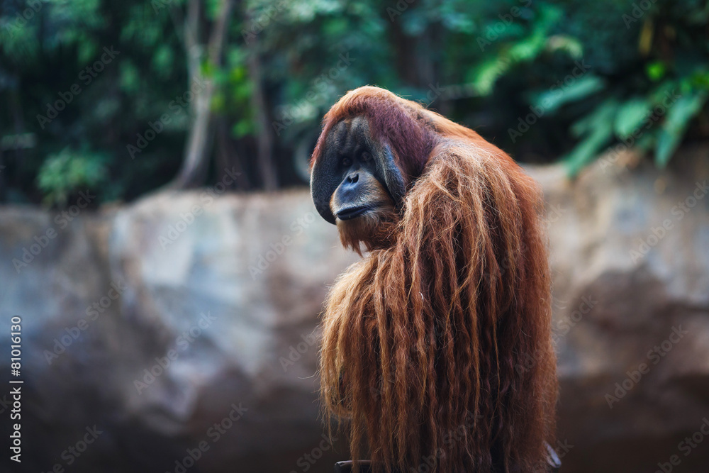 Obraz premium Portrait of adult orangutan