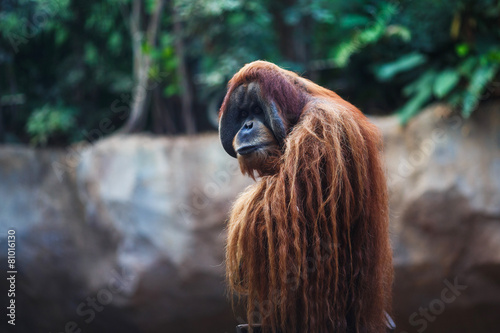 Portrait of adult orangutan