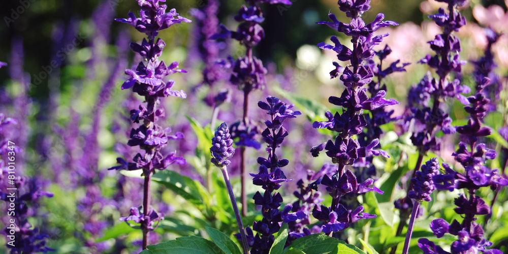 Fototapeta premium Flowerbed with sage flowers - retro filter.