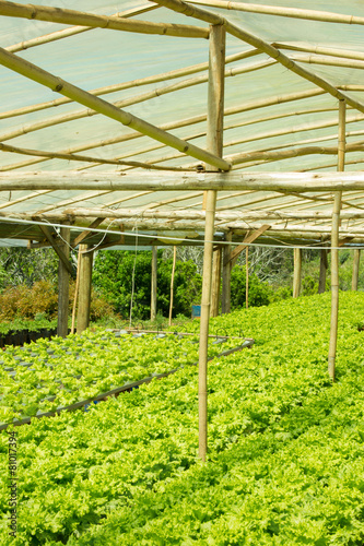 Third World Greenhouse growing Lettuce