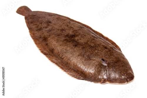 Dover sole fish 