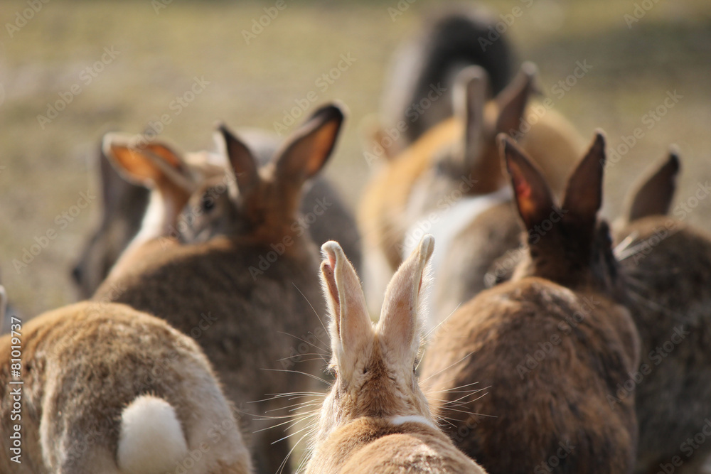 Fototapeta premium うさぎ（大久野島）