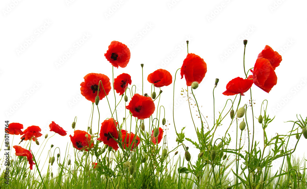 Obraz premium Czerwony mak