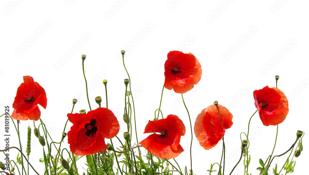 Obraz premium Czerwony mak