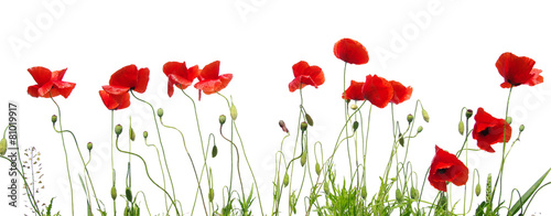 red poppy