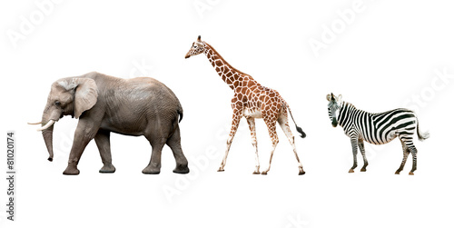 Fototapeta Naklejka Na Ścianę i Meble -  African animals isolated on white background