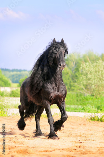 friesian stallion runs free in summer
