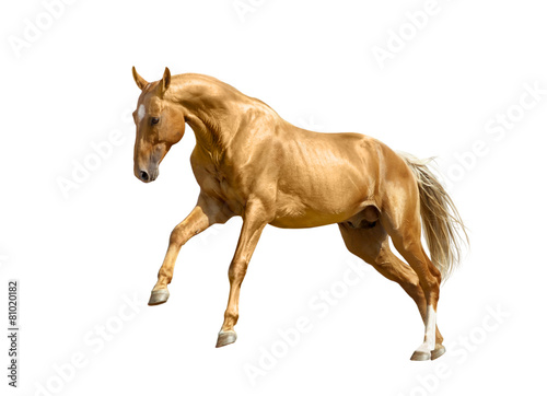 palomino horse isolated on white photo