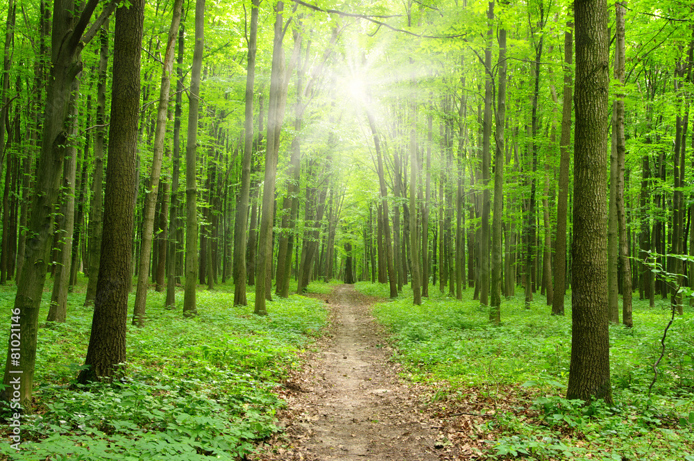 Obraz premium sunlight forest