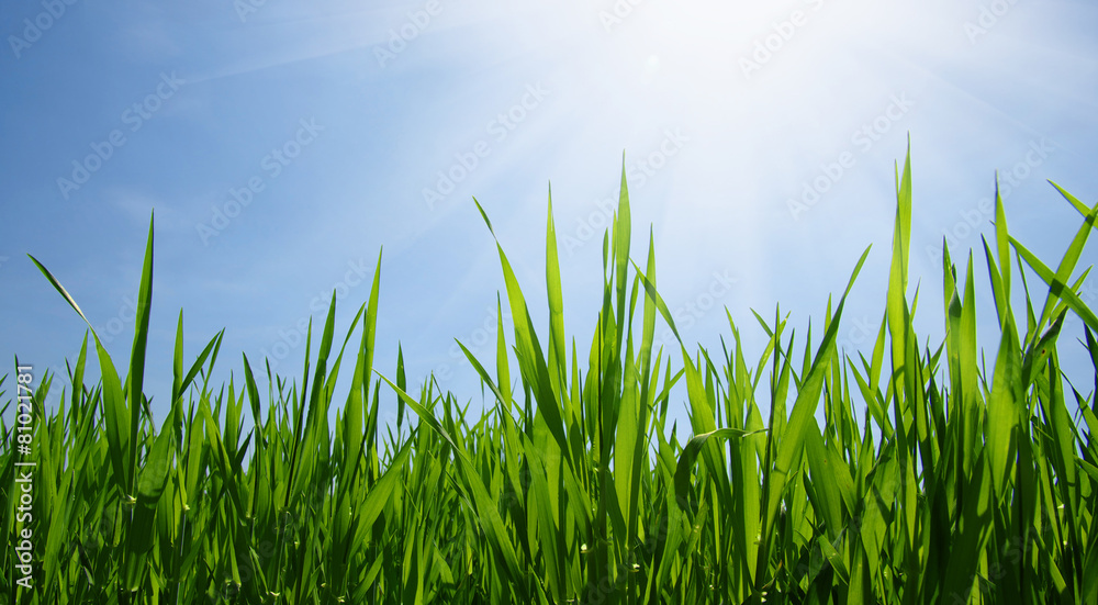 Fototapeta premium Green grass