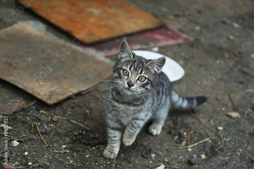 Canvas Print Homeless cat outdoors