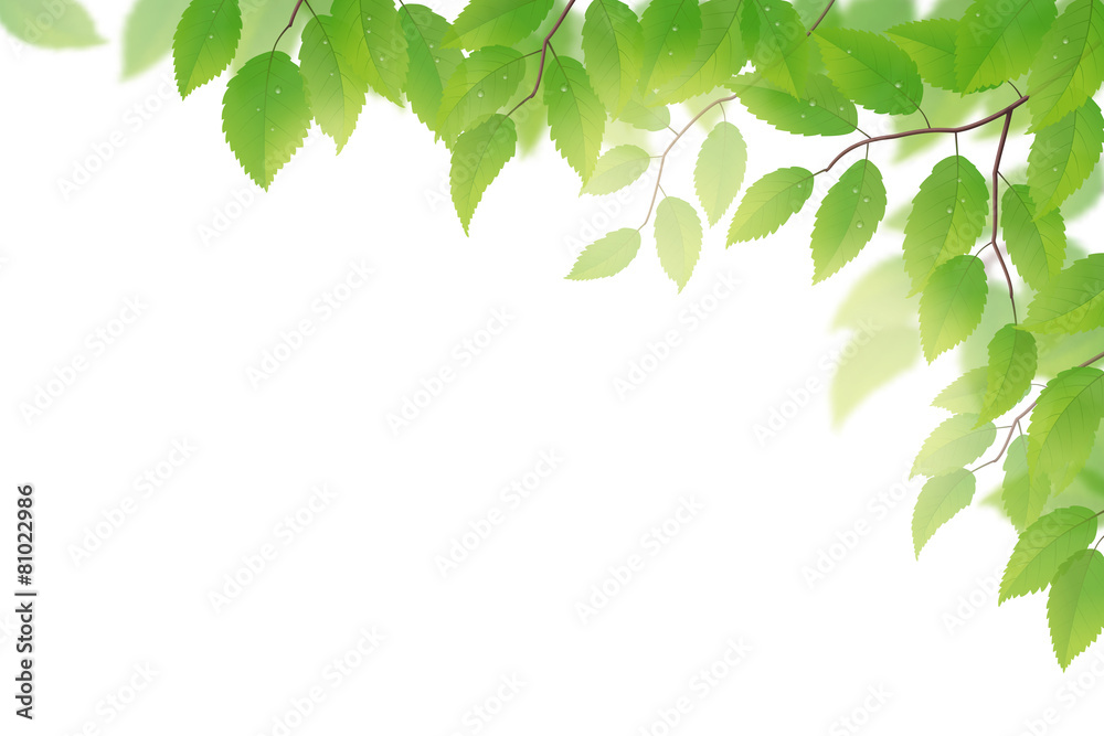Fresh green beech leaves on white background - obrazy, fototapety, plakaty 