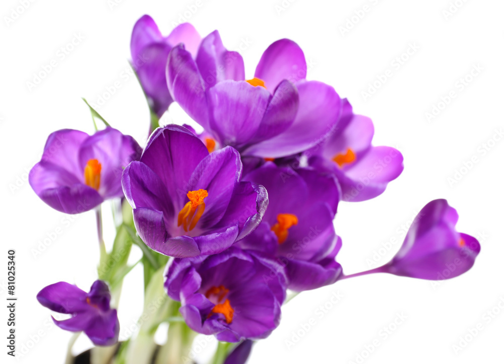 Purple crocus isolated on white