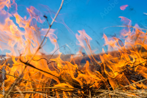 Obraz na plátně Wild grass on fire
